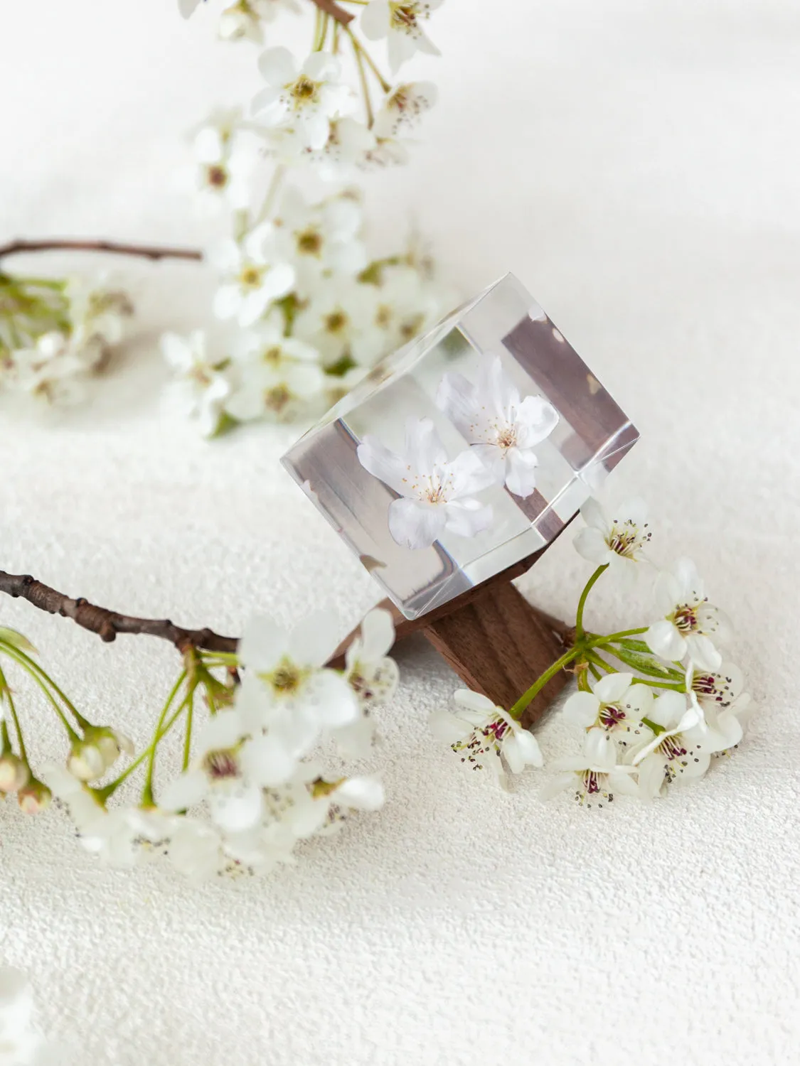 Sola Cube - Kawazu-zakura (Sakura)