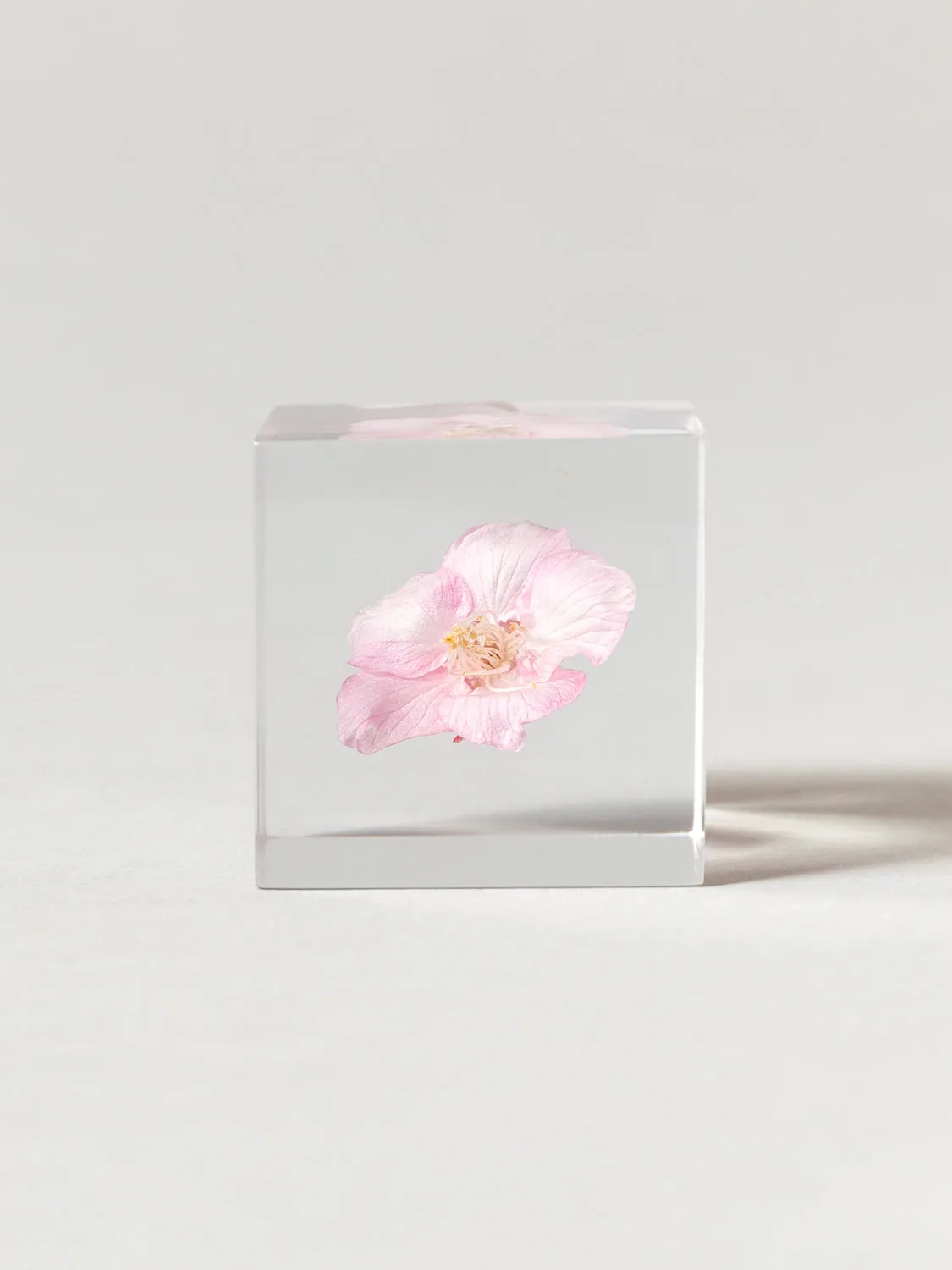 Sola Cube - Kawazu-zakura (Sakura)