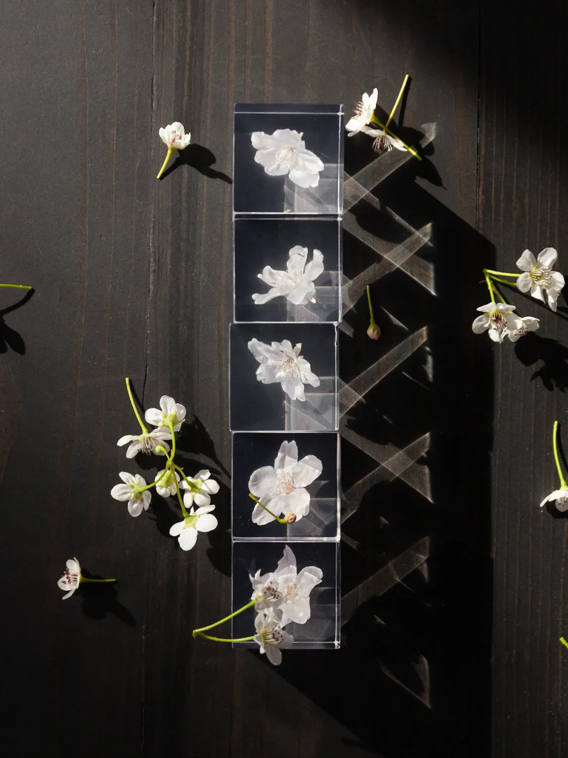 Sola Cube - Komatsu-otome (Sakura)