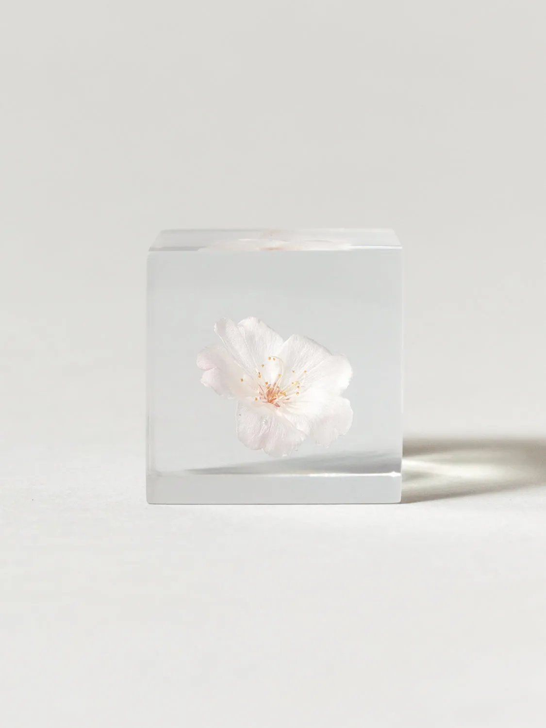 Sola Cube - Komatsu-otome (Sakura)