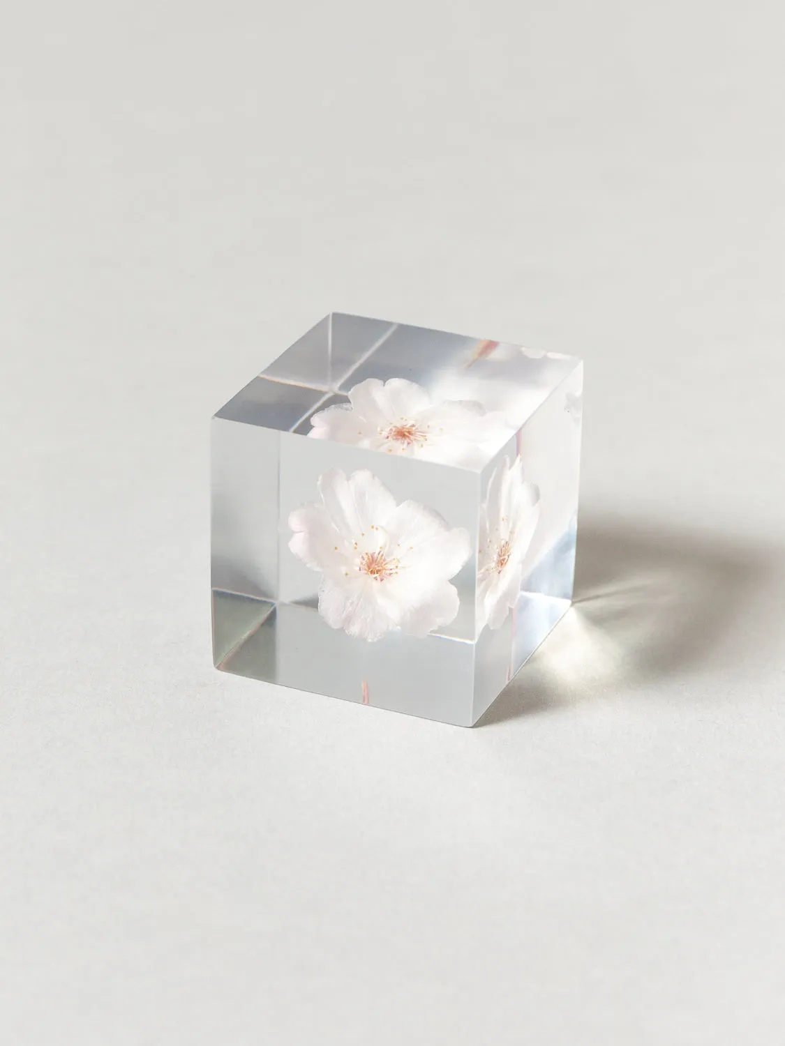 Sola Cube - Komatsu-otome (Sakura)